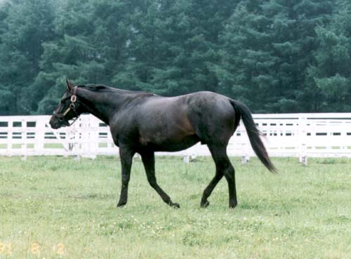 �A�C�l�X�t�E�W��