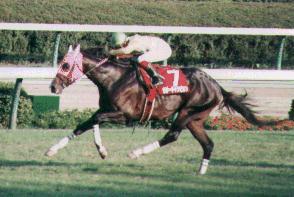 ラガーチャンピオン