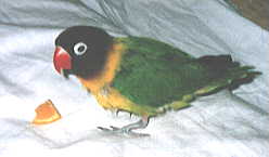 �H��̃f�U�[�g�̓I�����W�ł�