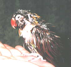 ���C�オ��