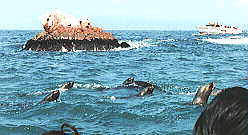 �j�����A�V�J